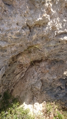Oryzopsis coerulescens