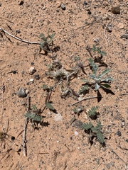Astragalus nyensis