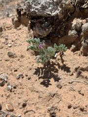 Astragalus nyensis