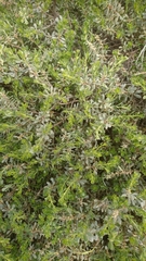 Thymelaea tartonraira