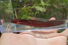 Keli Bladefin Catfish photo 2