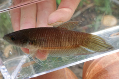Double Lipspot Mouthbrooder photo 3