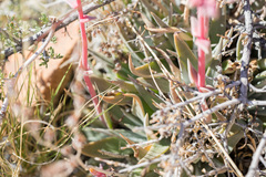 Dudleya saxosa