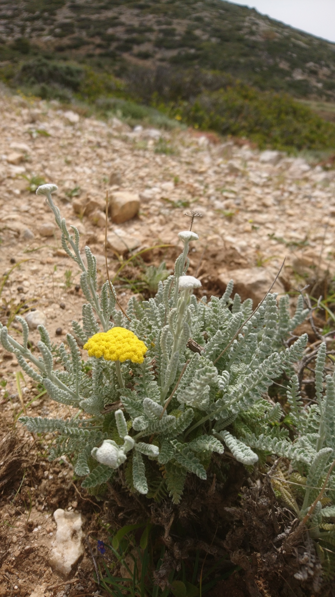 Achillea aegyptiaca