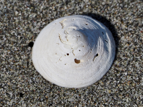 Calyptraea fastigiata observed 2024-03-14