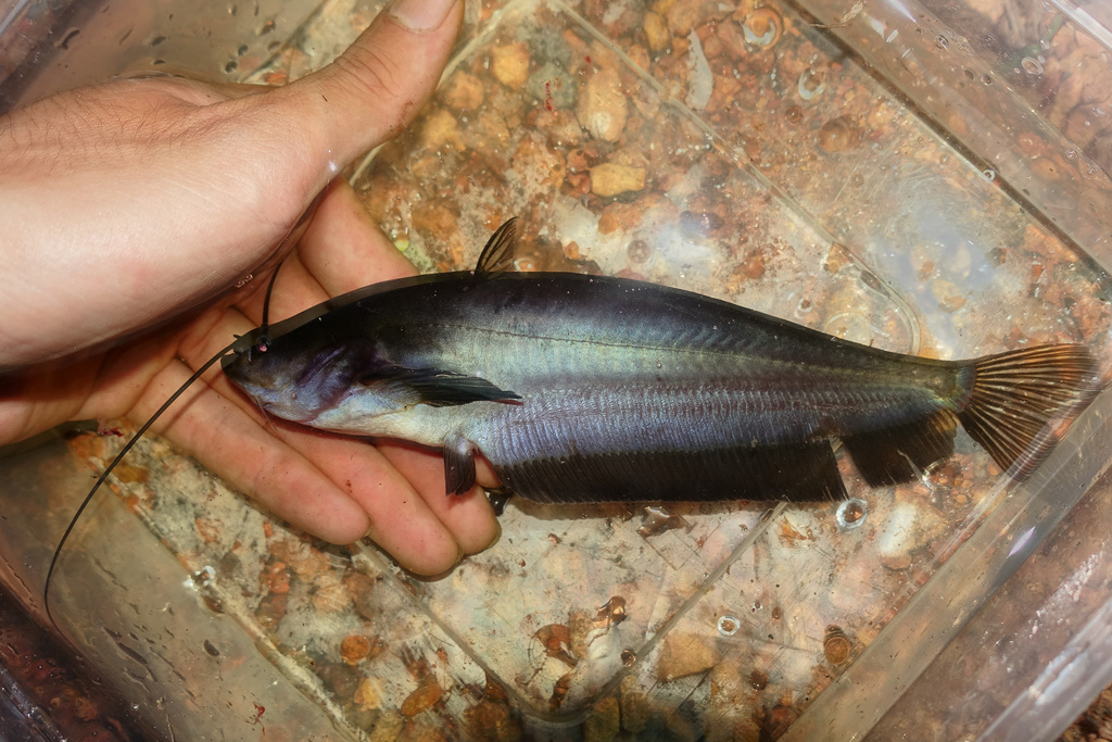 Ompok fumidus