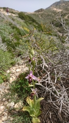 Ophrys heldreichii