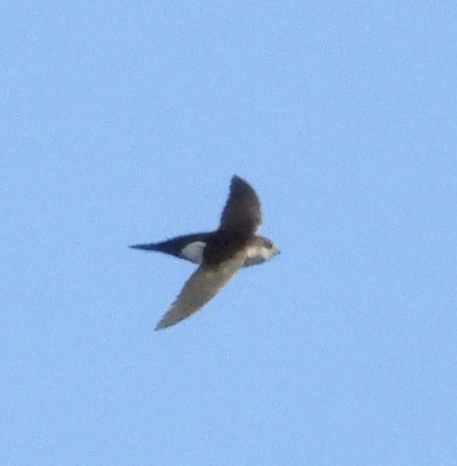 White-throated Swift from Rose Garden, San Diego, CA, US on March 16 ...