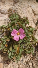 Cistus parviflorus