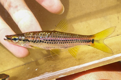 Porthole Rasbora photo 2