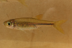 Largescaled Rasbora photo 2