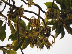 Madhuca longifolia latifolia