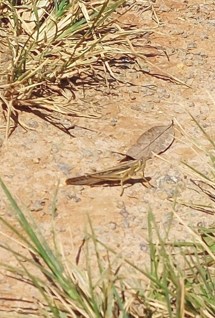Bird Grasshopper