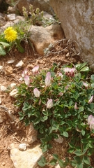 Trifolium uniflorum