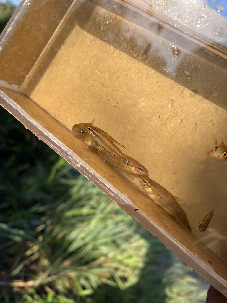 Parosphromenus bintan (Parosphromenus bintan)