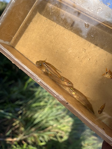 Parosphromenus bintan