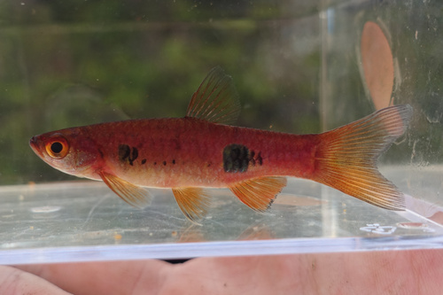 Clown rasbora (Rasbora kalochroma) — Cyprinidae