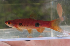 Clown Rasbora photo 1