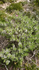 Thymelaea tartonraira argentea