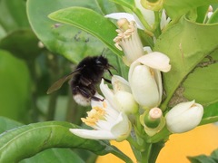 Bombus terrestris canariensis
