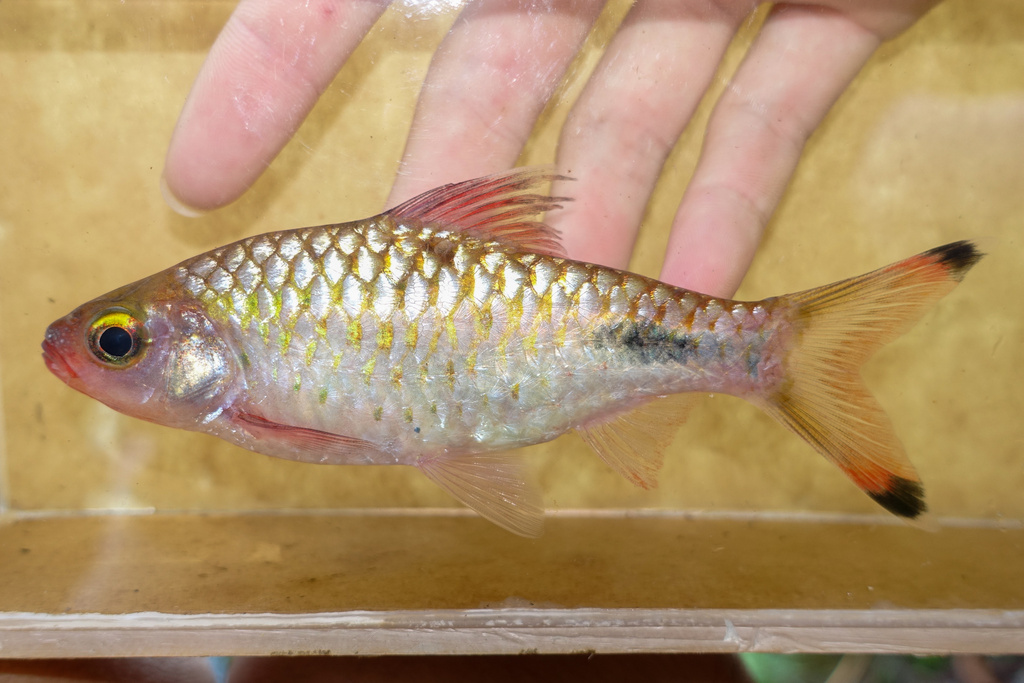 Blackspot Barb (Dawkinsia filamentosa)