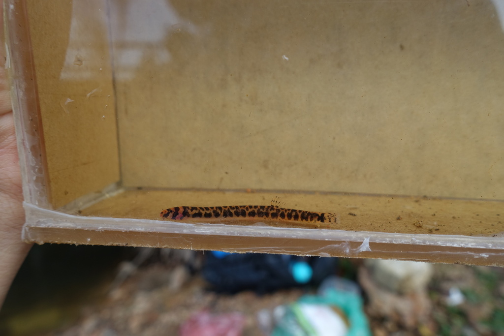 Pangio muraeniformis (Pangio muraeniformis)