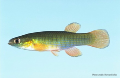 Banded Topminnow photo 5