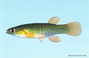Banded Topminnow - Photo (c) Howard Jelks, some rights reserved (CC BY-SA)