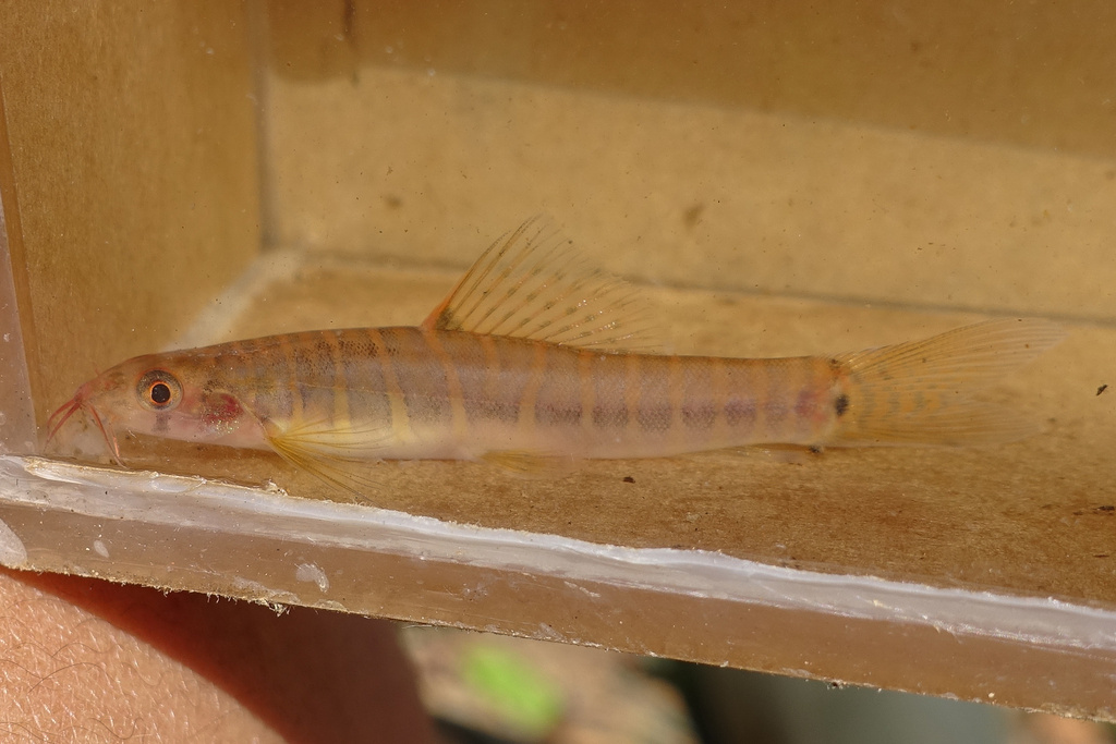 fighting loach (Nemacheilus selangoricus)