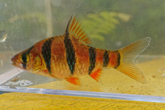 Six-Banded Tiger Barb photo 1