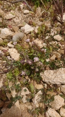 Aethionema saxatile creticum