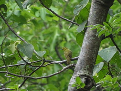 Iole indica