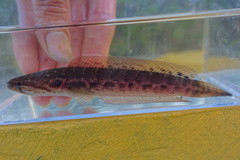 Bangka Snakehead photo 1