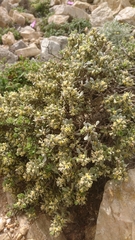 Thymelaea tartonraira argentea