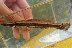 Crocodile Pikehead photo 1