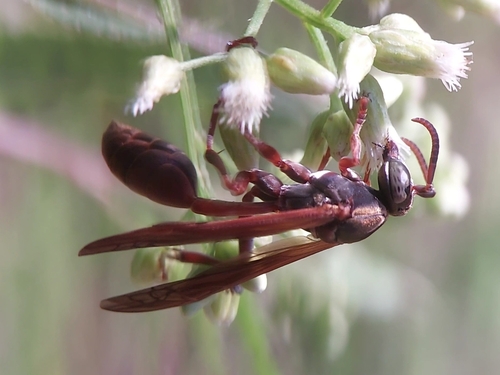 Mischocyttarus rotundicollis