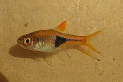 Harlequin Rasbora photo 1