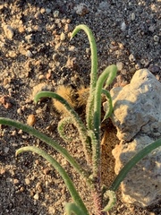 Dasymutilla arenivaga