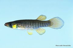 Russetfin Topminnow photo 5