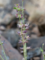Salvia spinosa