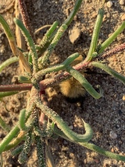 Dasymutilla arenivaga