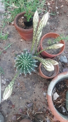 Echinopsis subdenudata