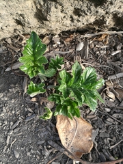 Acanthus mollis
