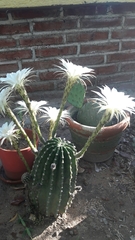 Echinopsis subdenudata