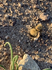 Dasymutilla arenivaga