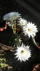 Echinopsis subdenudata