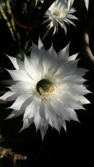 Echinopsis subdenudata