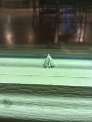 Leptosteges parthenialis