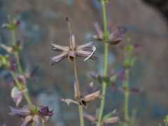 Salvia spinosa