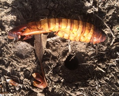 Abantiades atripalpis